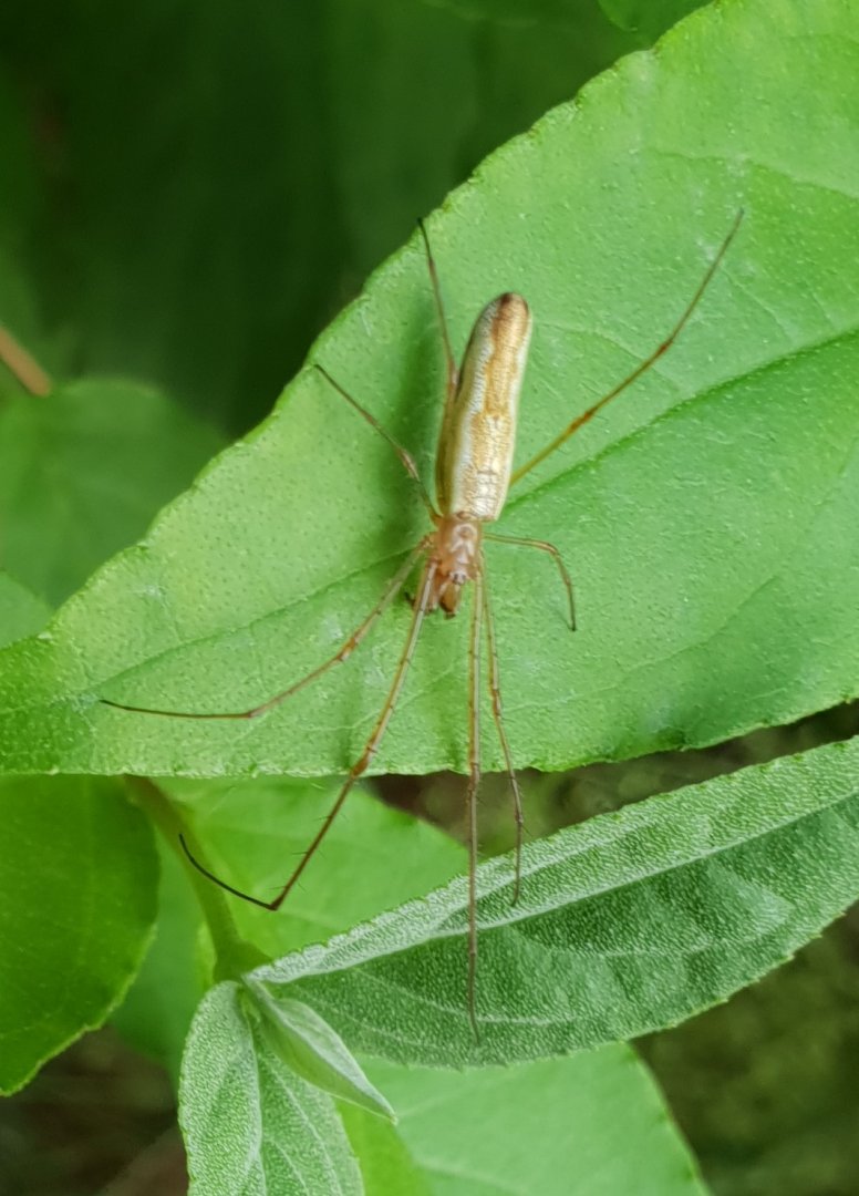 Long-jawed orb weaver - Tetragnatha species