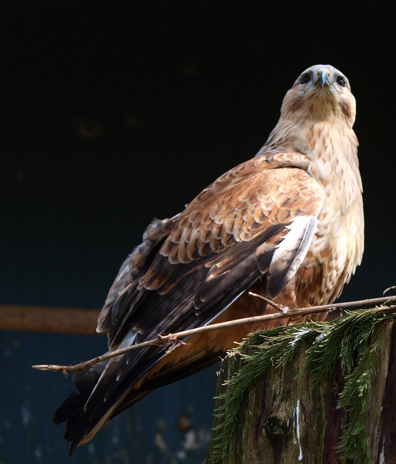 Long-legged buzzard (April 19th, 2015)