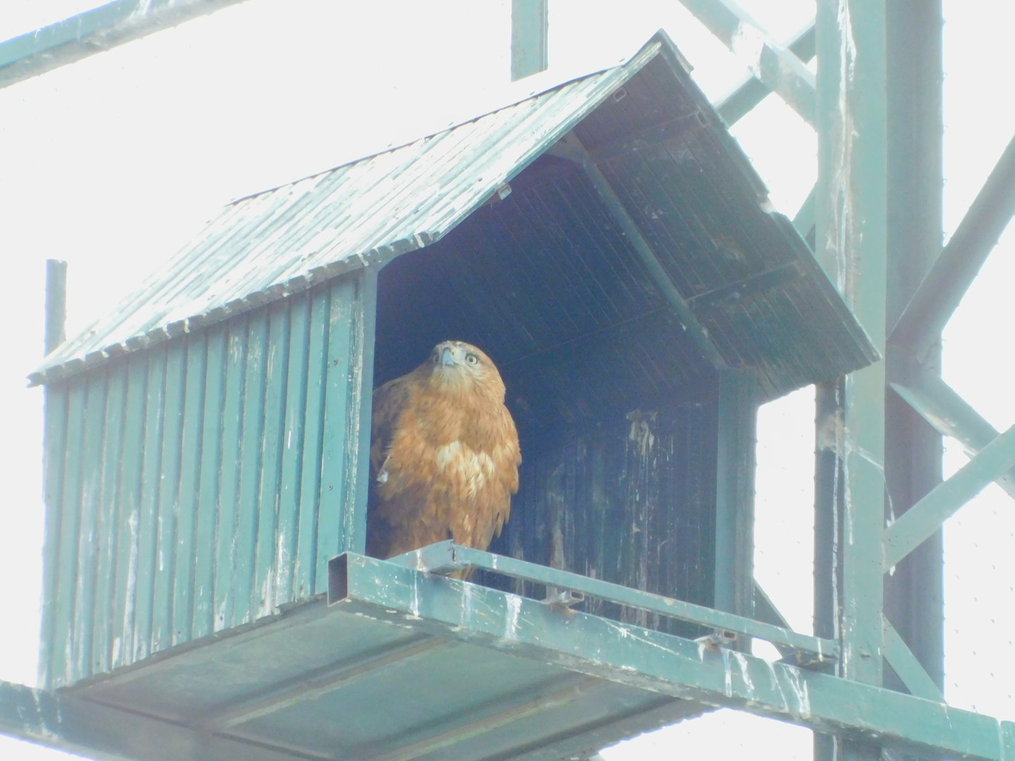 Long-legged buzzard at the Karatay Zoo