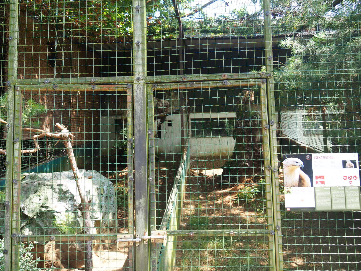 Long-legged buzzard aviary, 2019-08-04