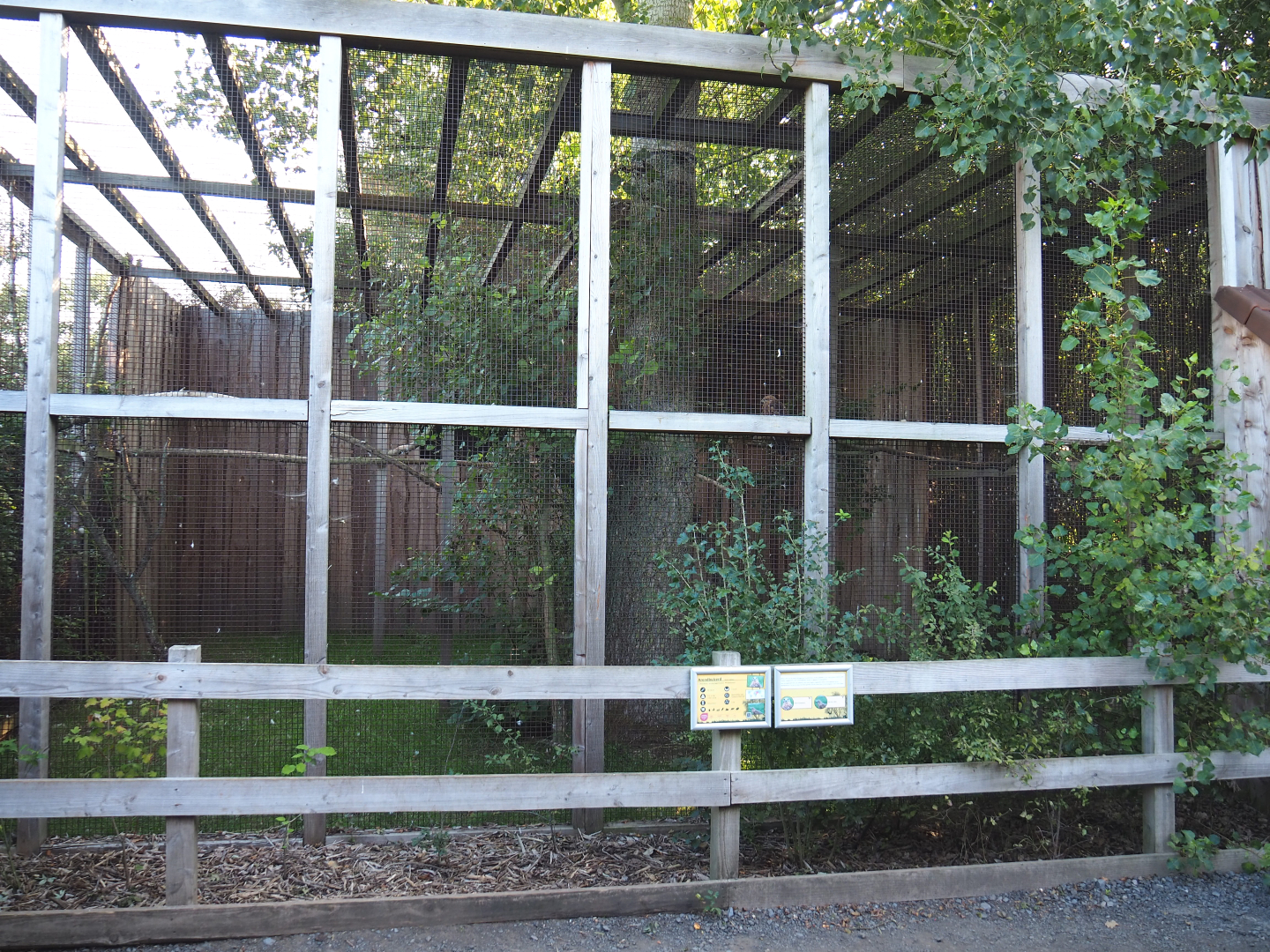 Long-legged buzzard aviary, 2020-09-12