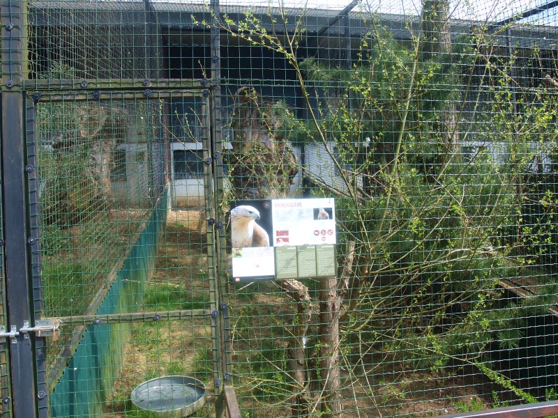 Long-legged buzzard aviary (April 19th, 2015)