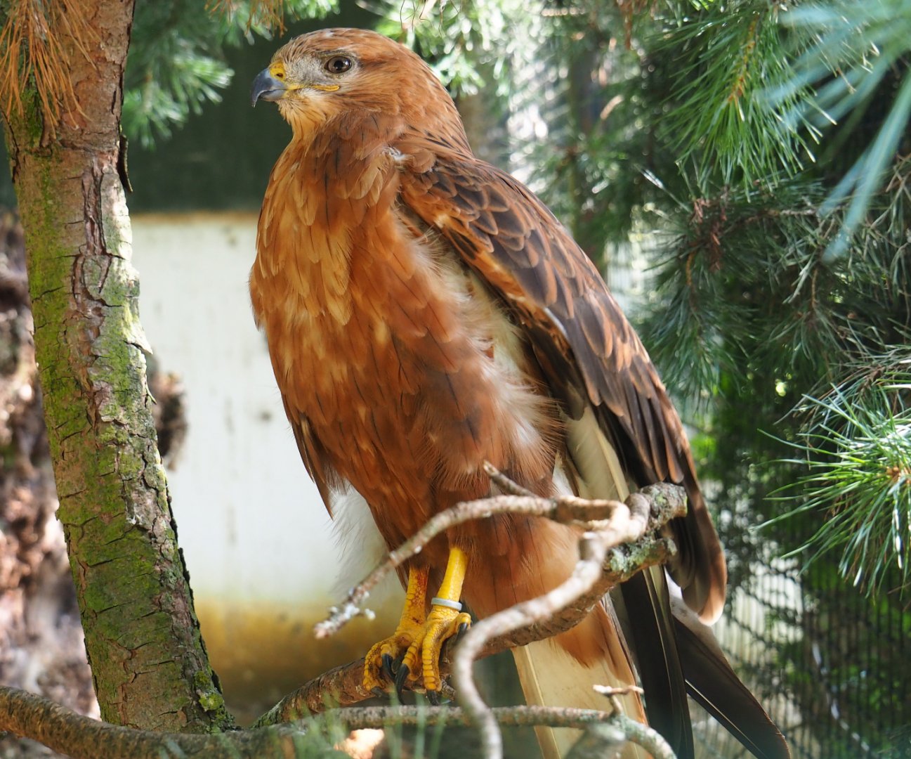 Long-legged buzzard (Buteo rufinus), 2019-08-04