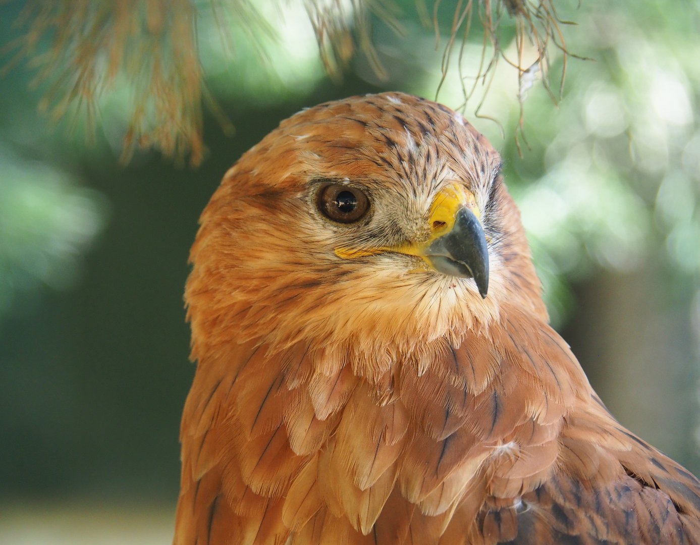 Long-legged buzzard (Buteo rufinus), 2019-08-04