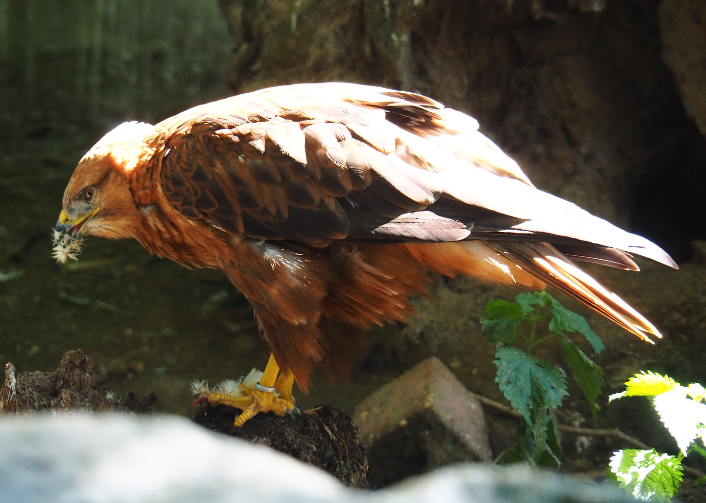 Long-legged buzzard (Buteo rufinus), 2020-06-20