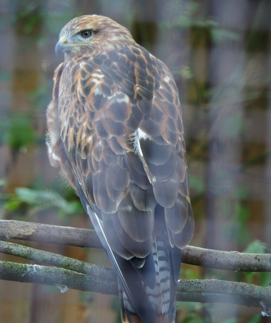 Long-legged buzzard (Buteo rufinus), 2020-09-12