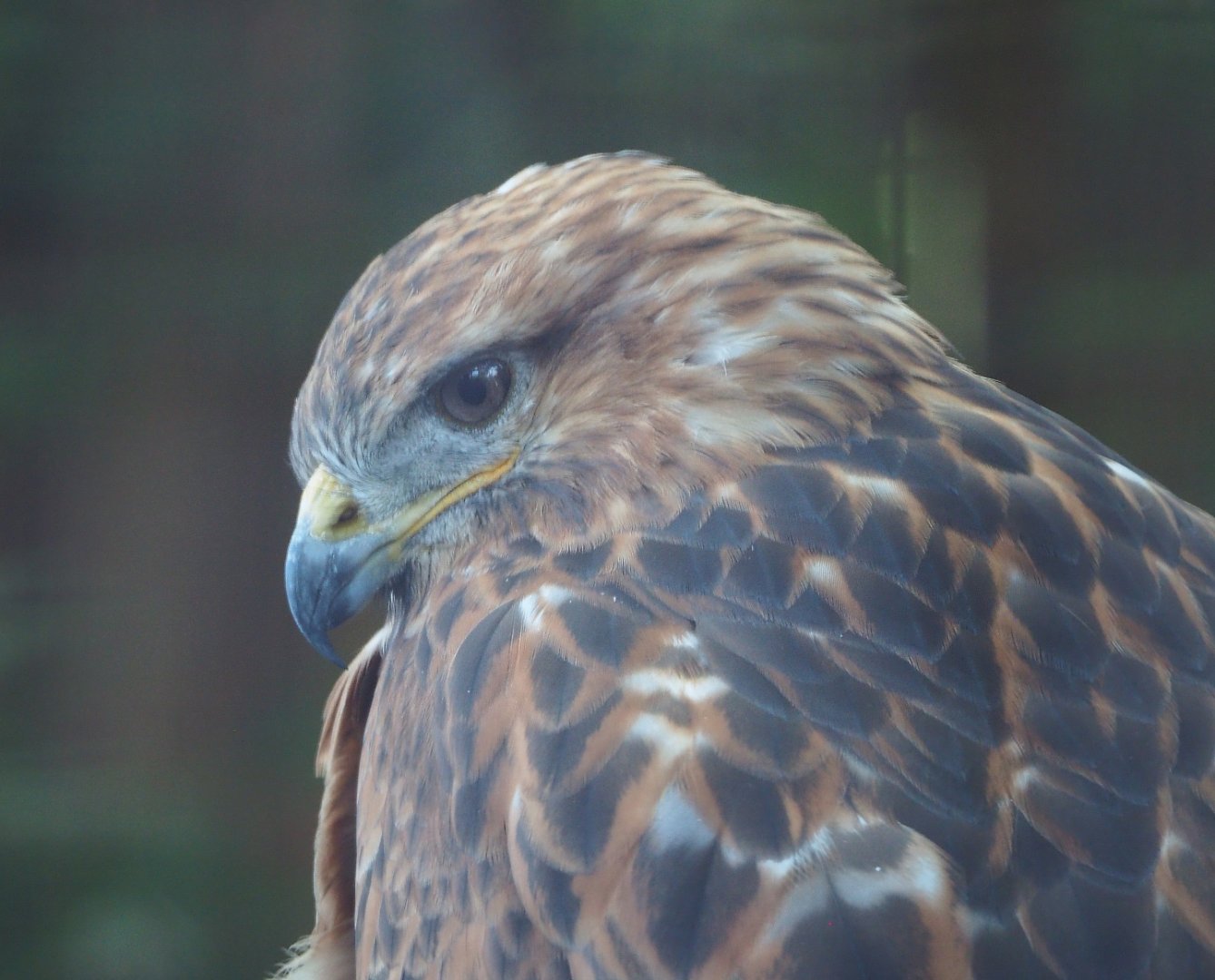 Long-legged buzzard (Buteo rufinus), 2020-09-12
