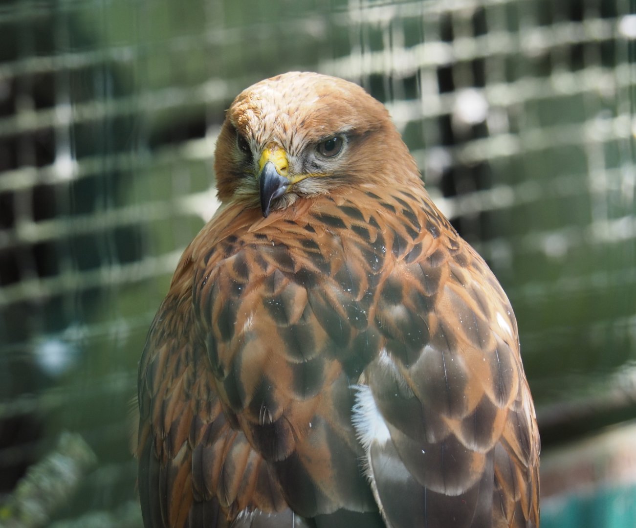 Long-legged buzzard (Buteo rufinus), 2021-06-15
