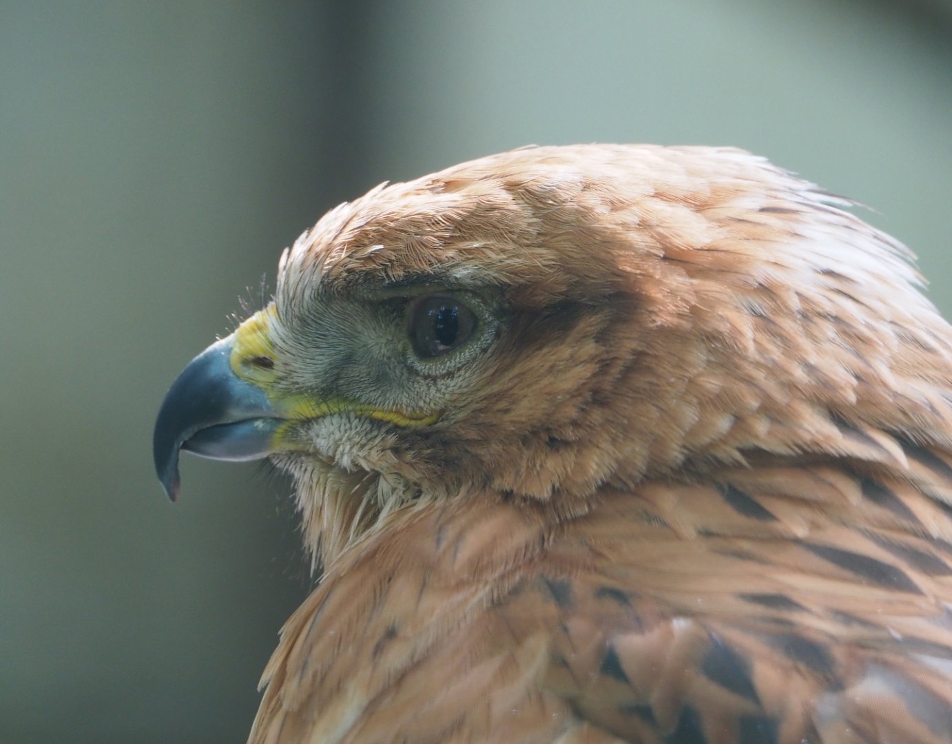Long-legged buzzard (Buteo rufinus), 2021-06-15
