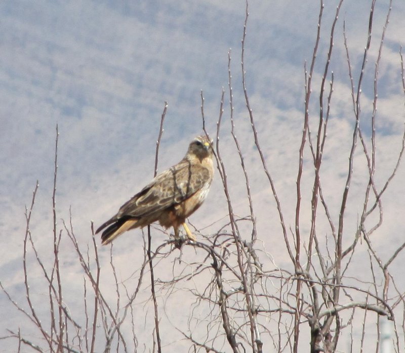 long-legged buzzard (buteo rufinus)