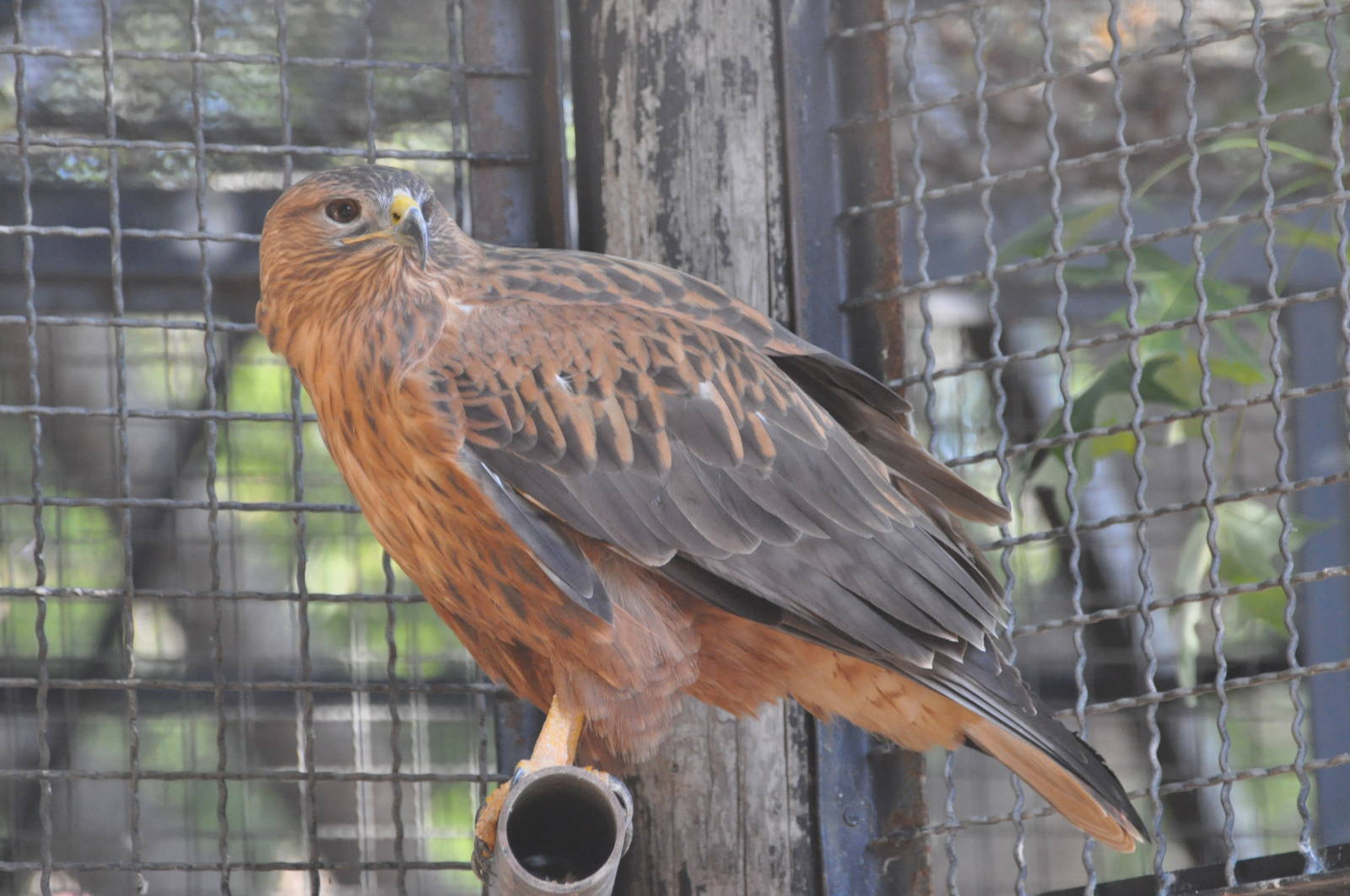 Long-legged buzzard/ Buteo rufinus