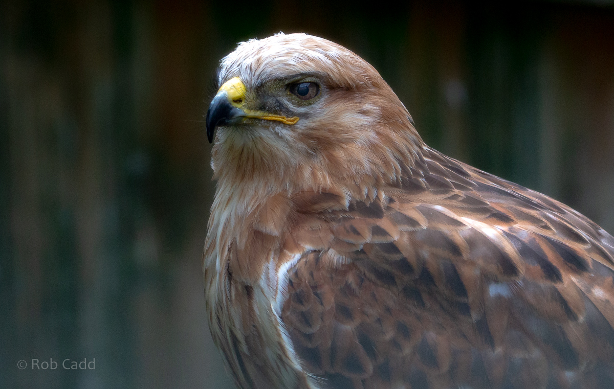 Long-legged buzzard : Cotswold Falconry Centre : 04 Sep 2020