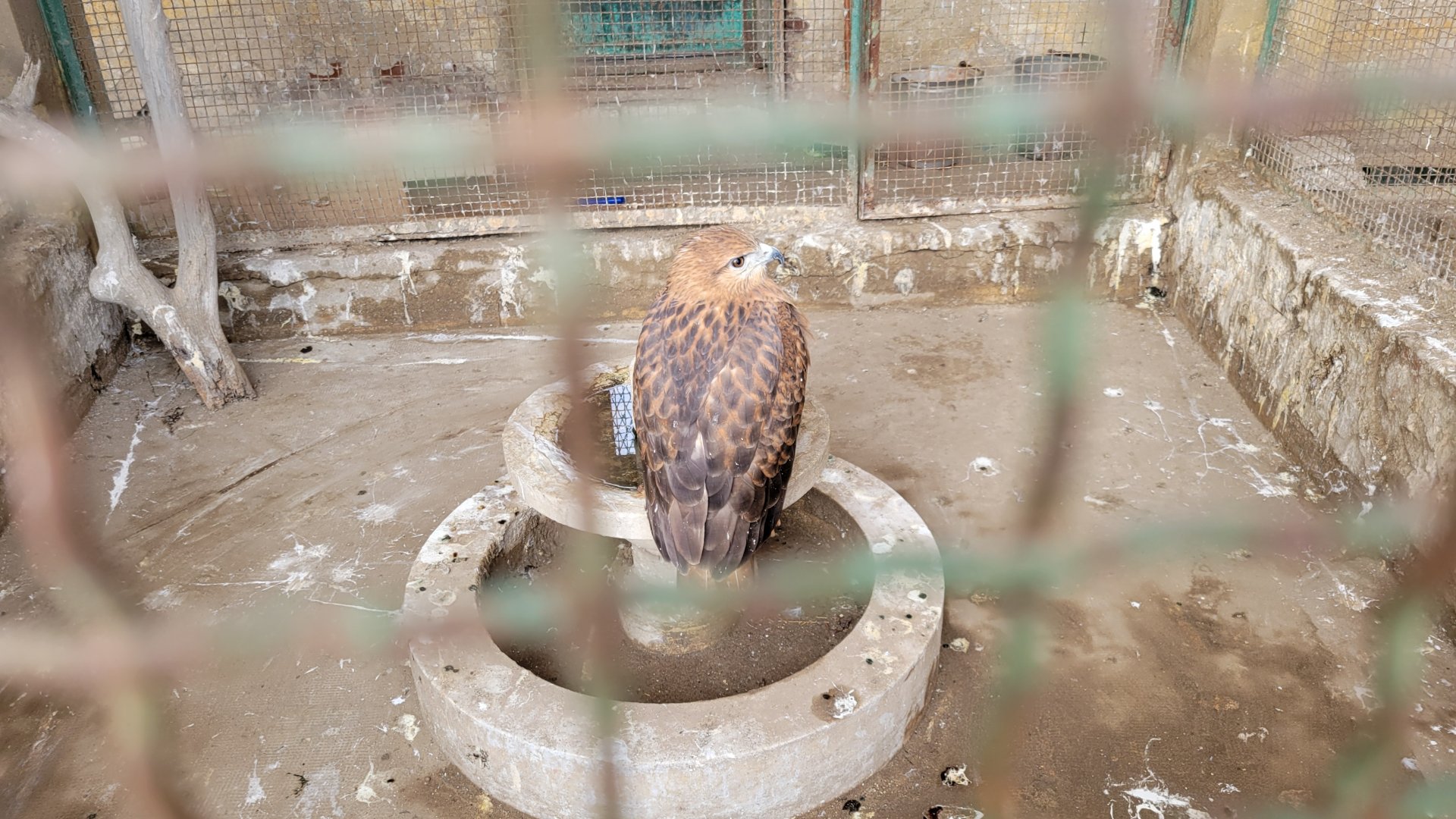 Long-legged buzzard - Dec 2023
