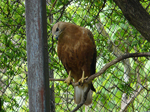Long-legged Buzzard in Kishinev Zoo