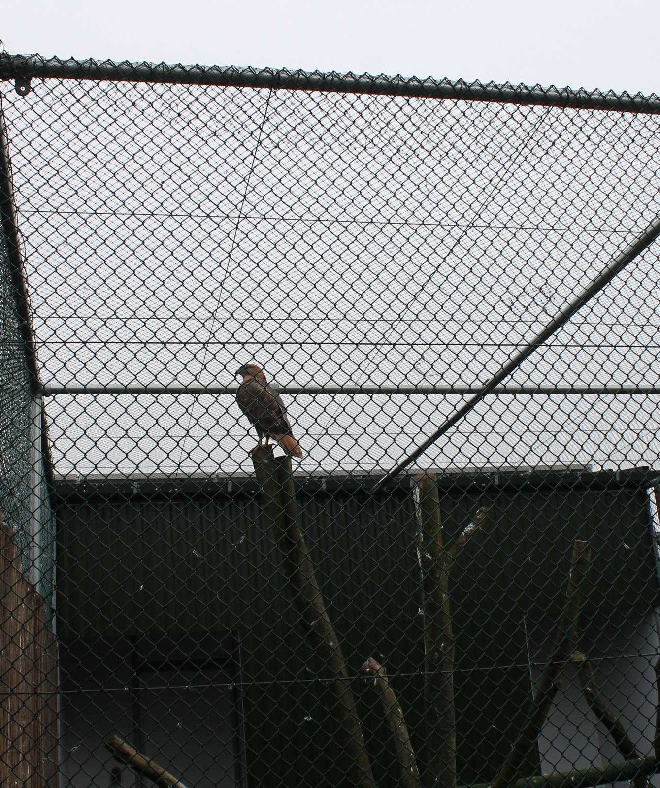 Long-legged buzzard in new aviary