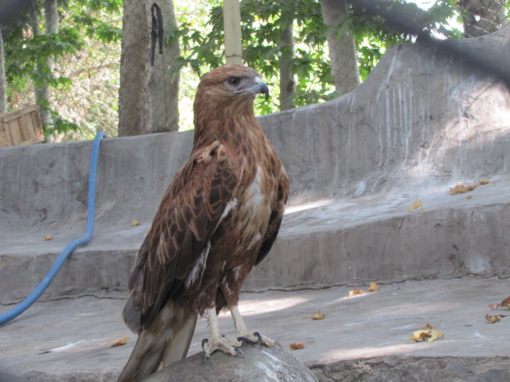 long - legged buzzard(tehran zoo)