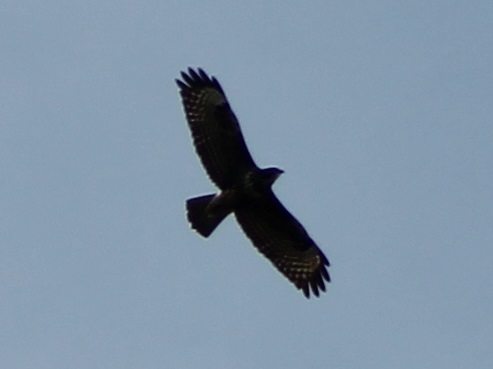 Long-legged buzzard ?