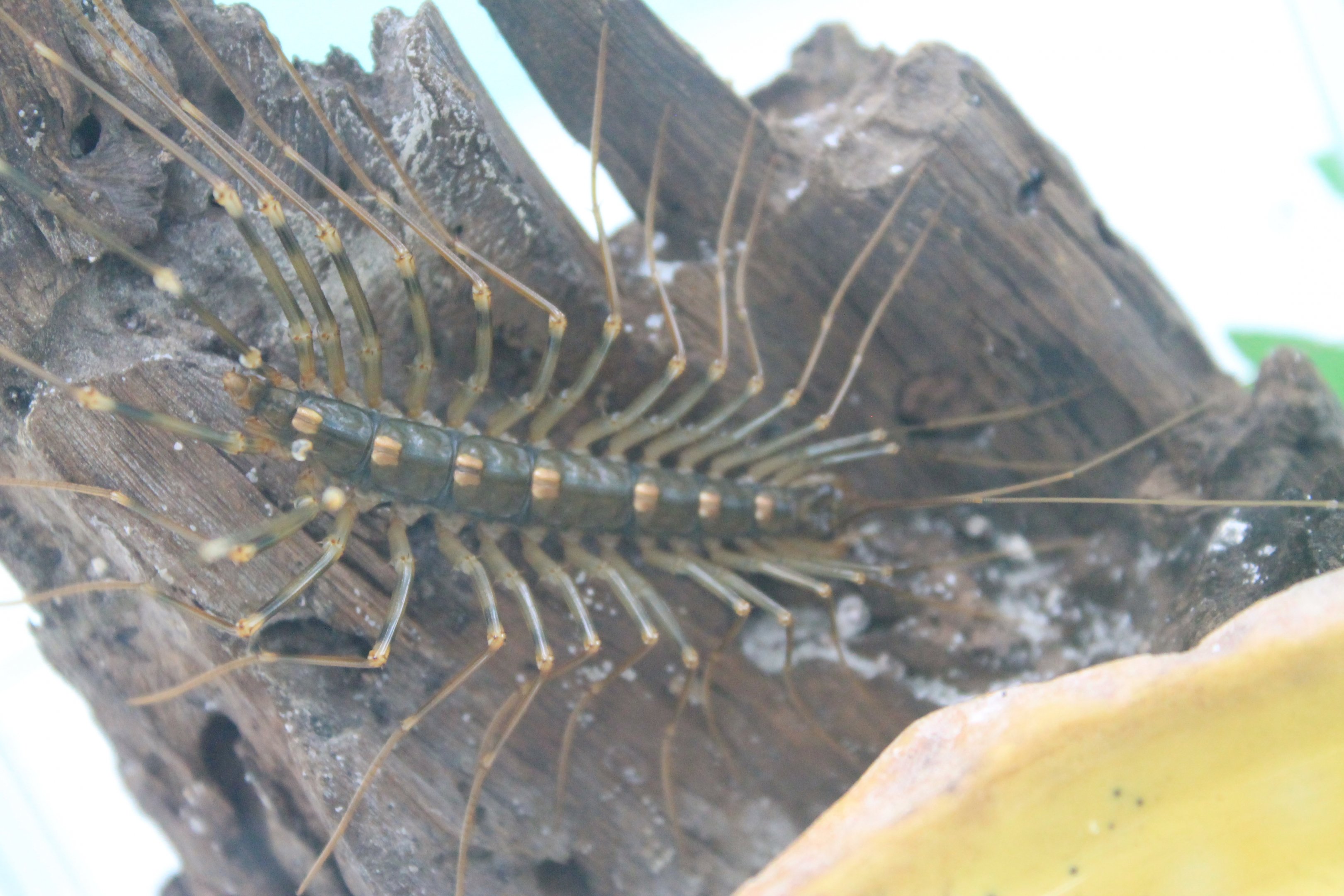 Long-legged Centipede (Thereuopoda clunifera)