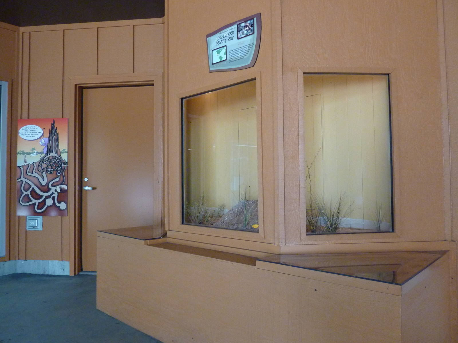 Long-Legged Desert Ant Exhibit