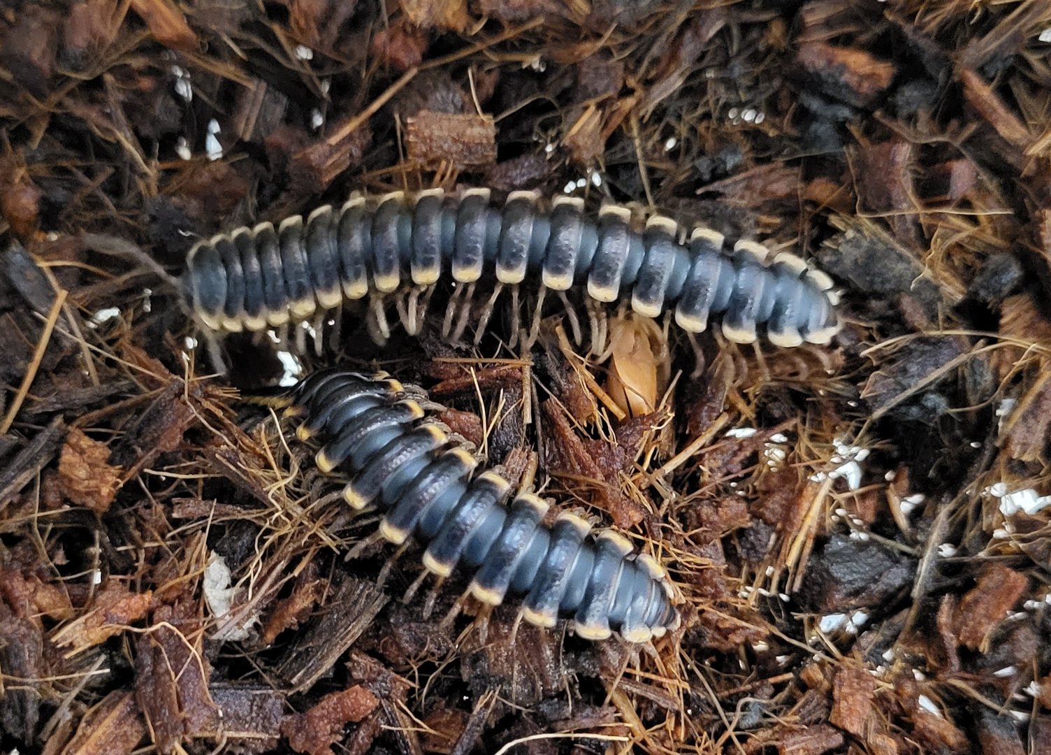 Long-legged flatmillipeds - Coromus diaphonus