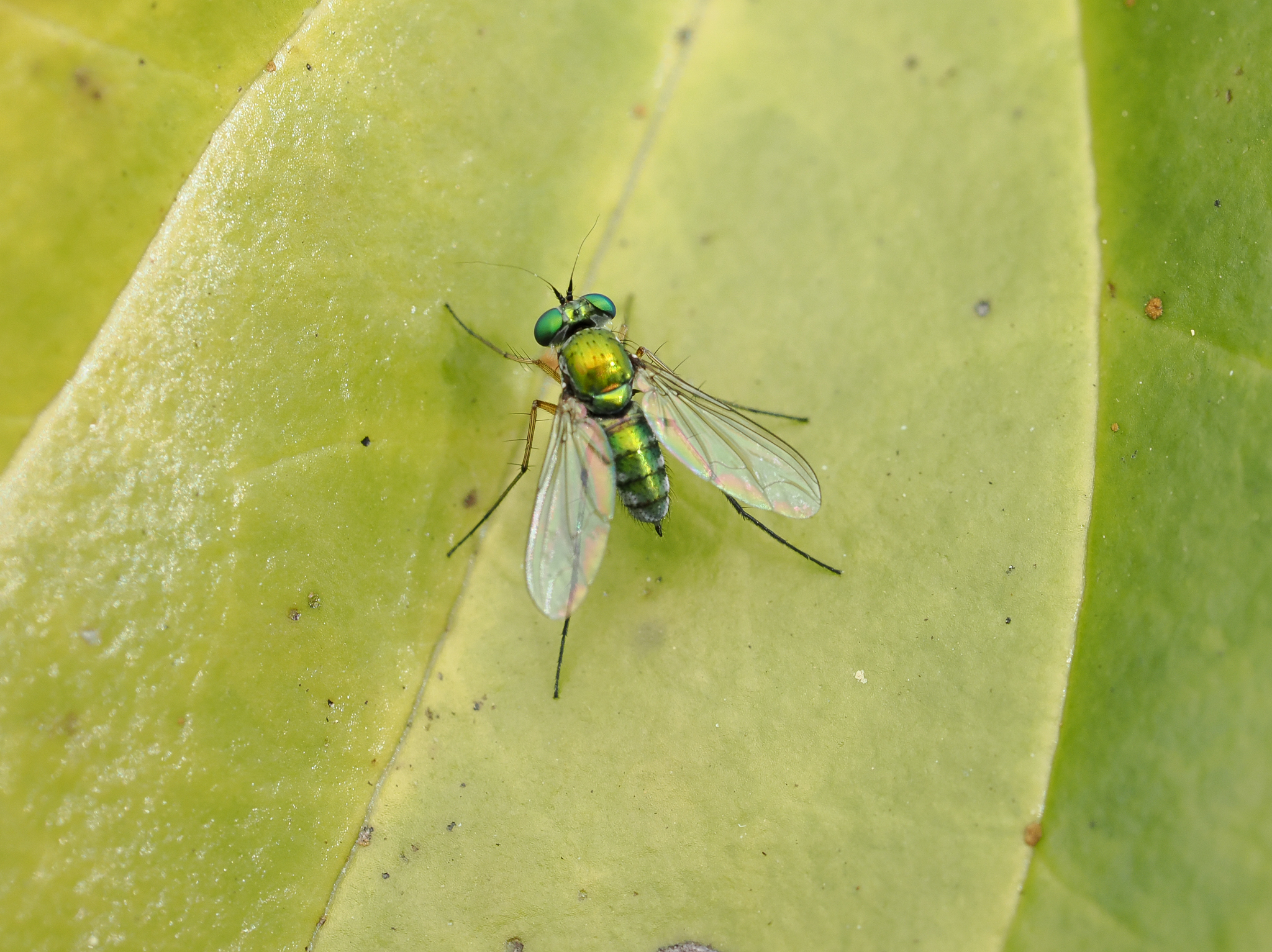 long-legged fly, Chrysosoma sp.