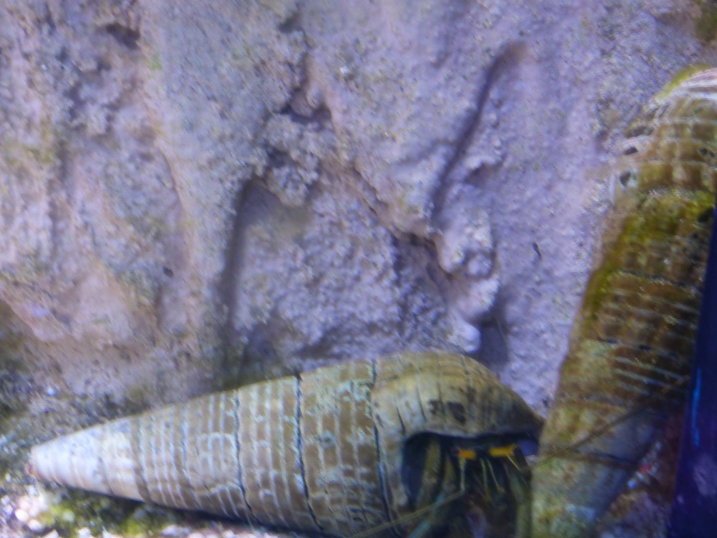 Long-Legged Hermitcarb in Mudskipper Exhibit