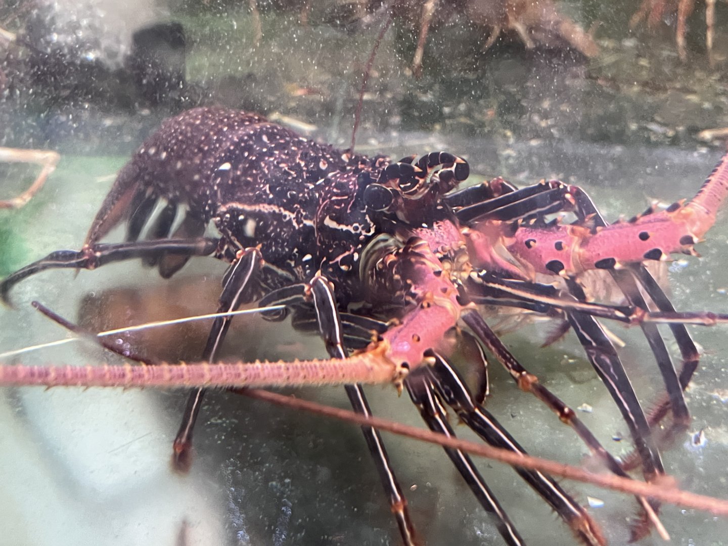 Long-legged Spiny Lobster (Panulirus longipes)