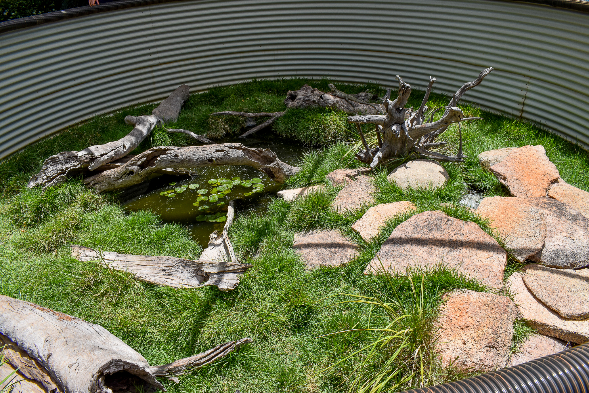 Long-necked Turtle/Eastern Water Dragon Enclosure