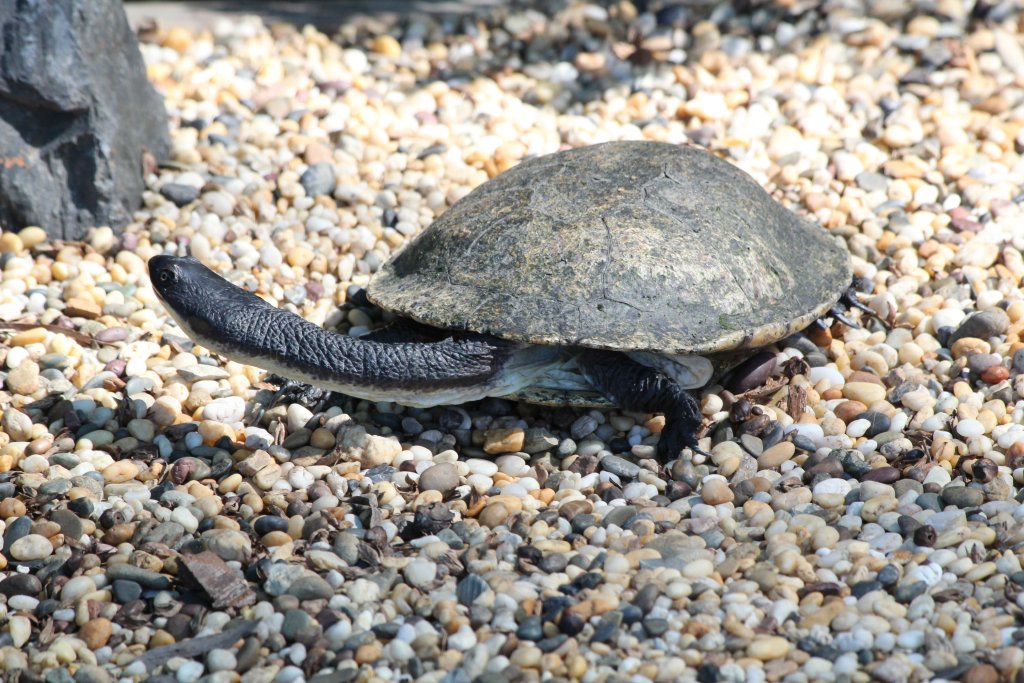 Long-necked Turtle