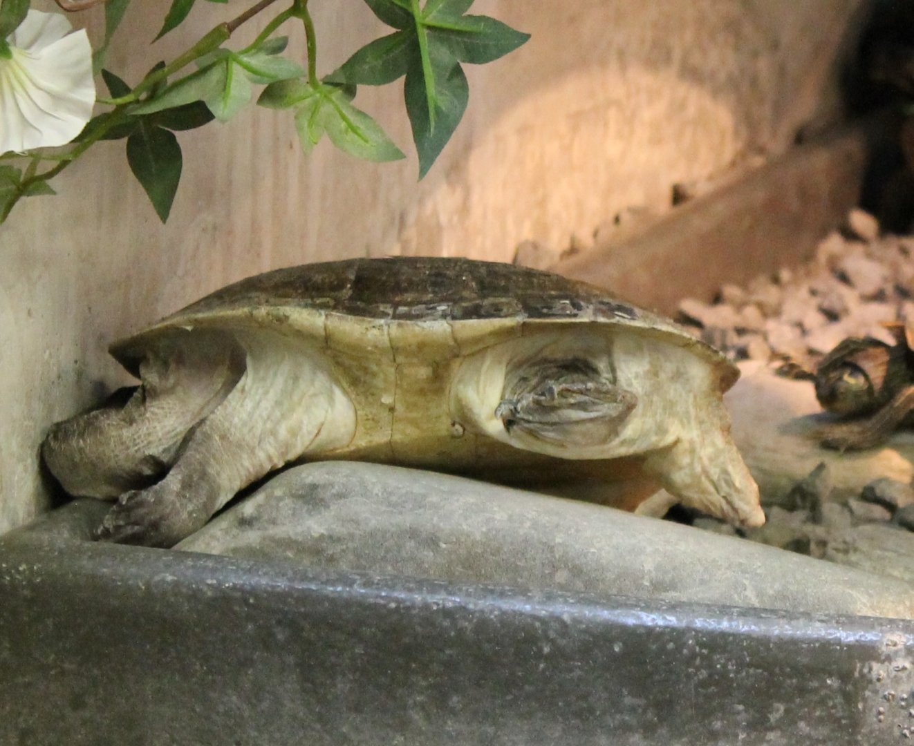 Long-necked turtle