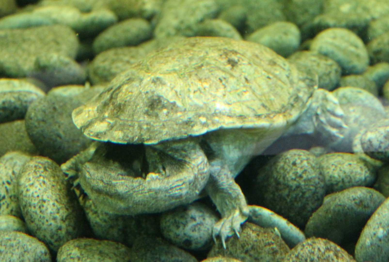 Long-necked turtle