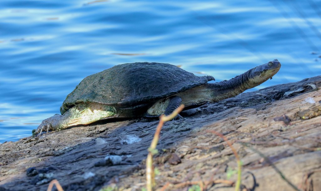Long-necked Turtle