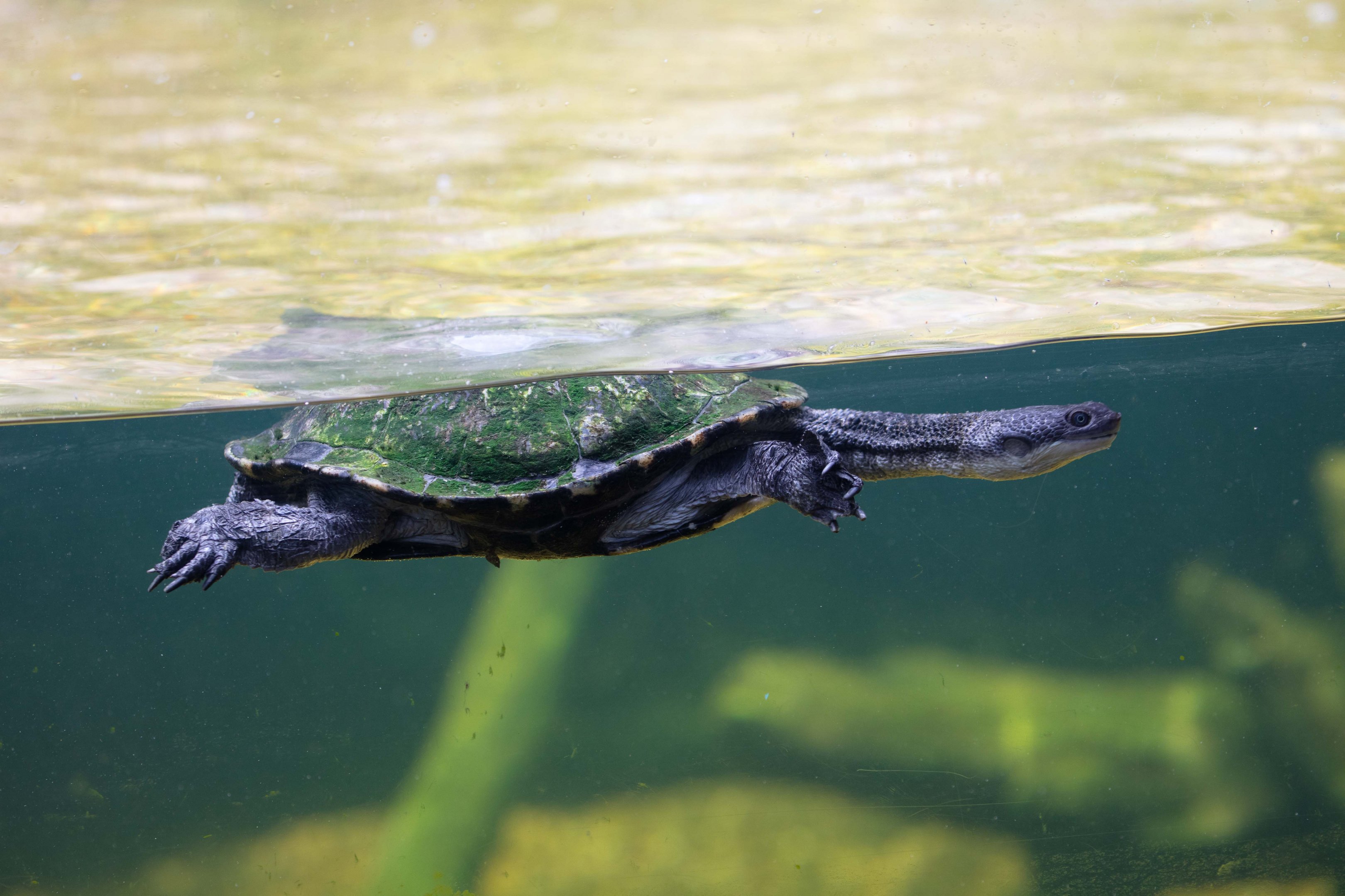 Long-necked Turtle