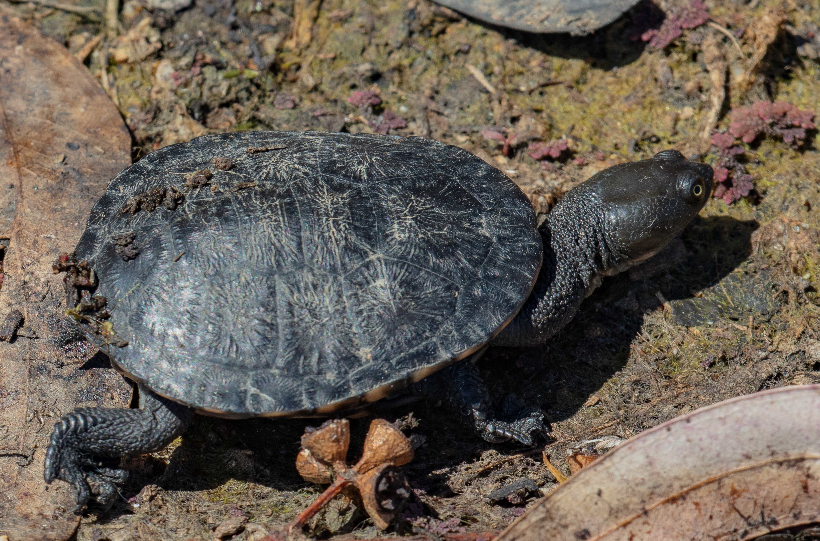 Long-necked Turtle