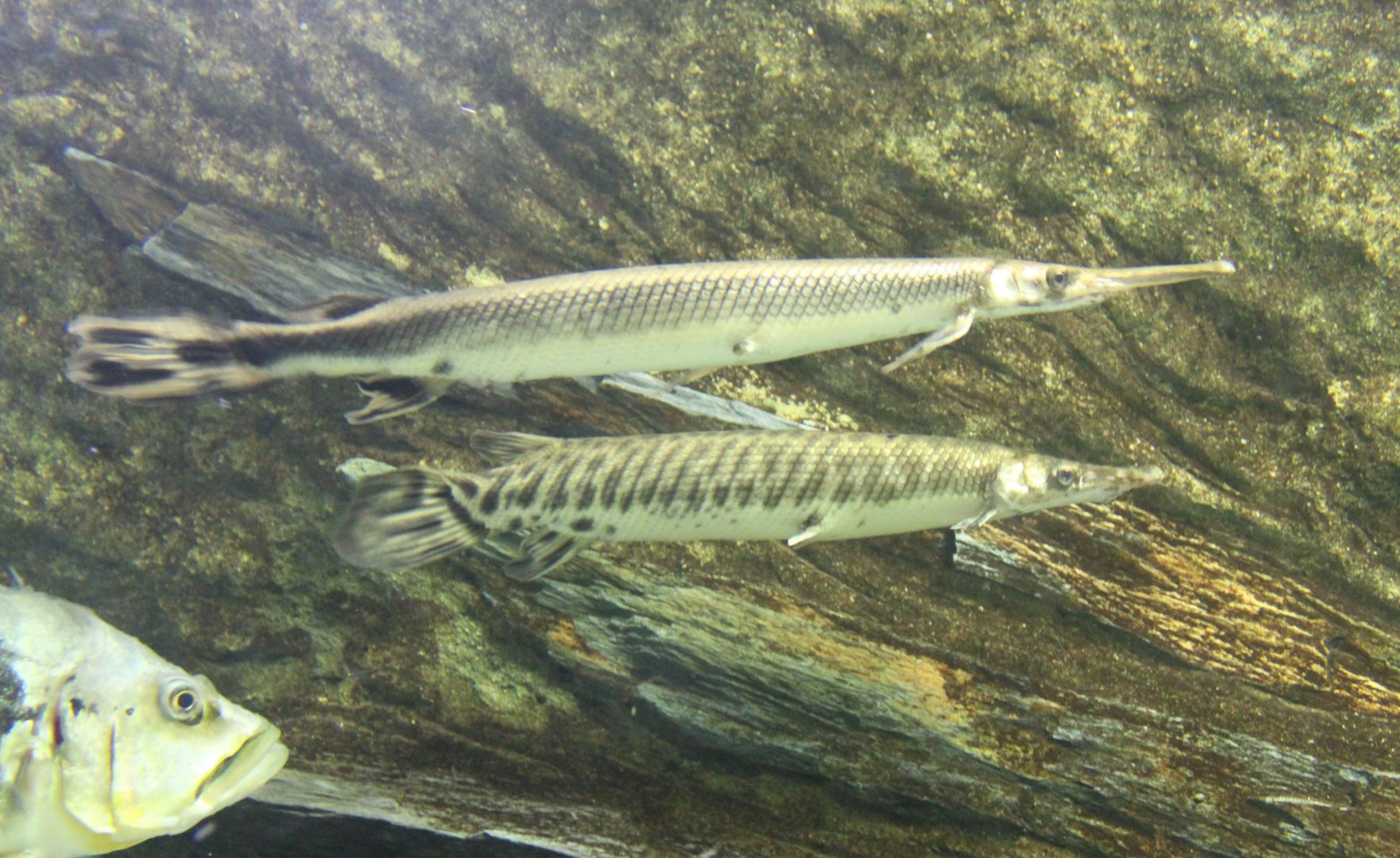 Long-nose and Spotted gar