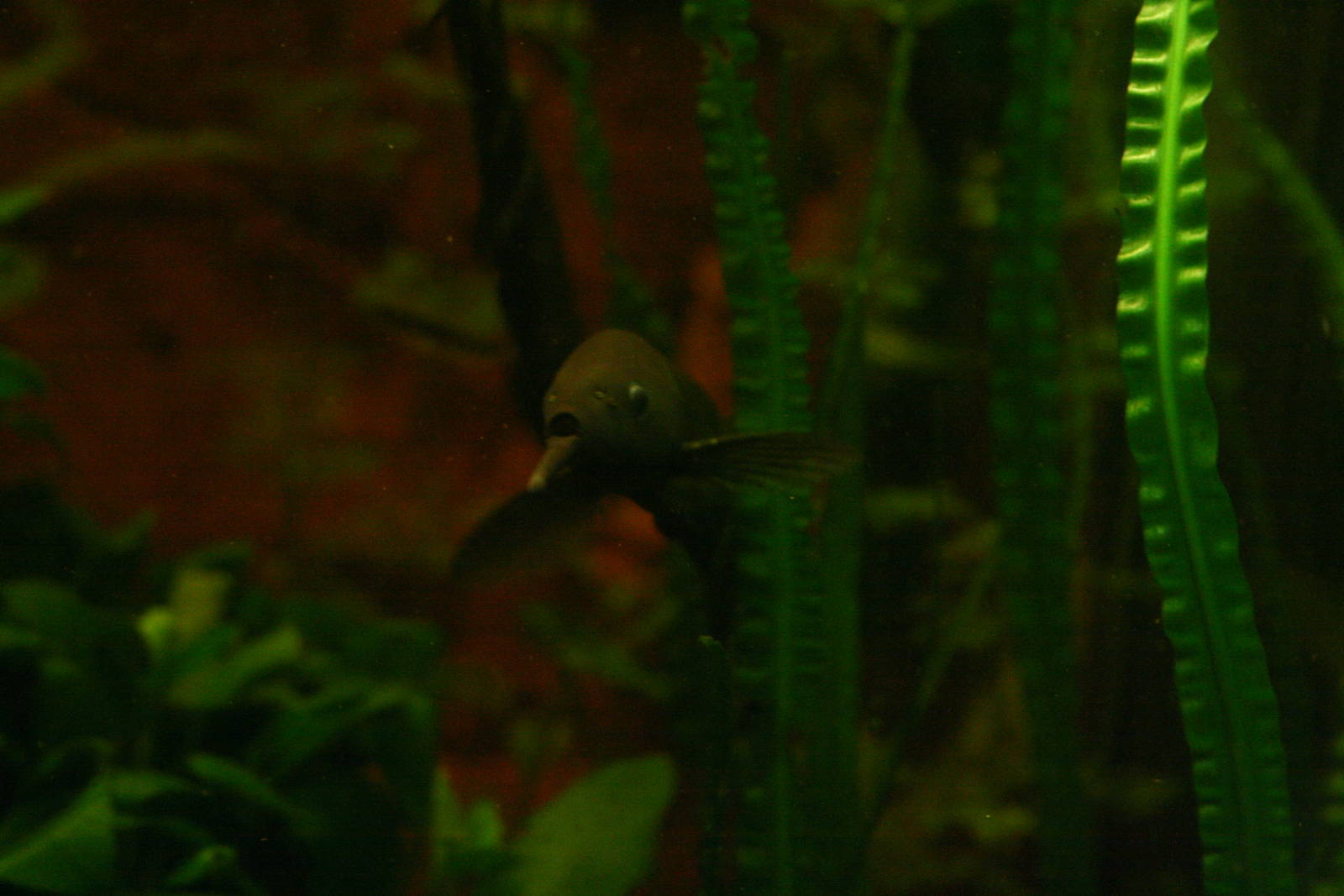 Long-nose Elephant Fish