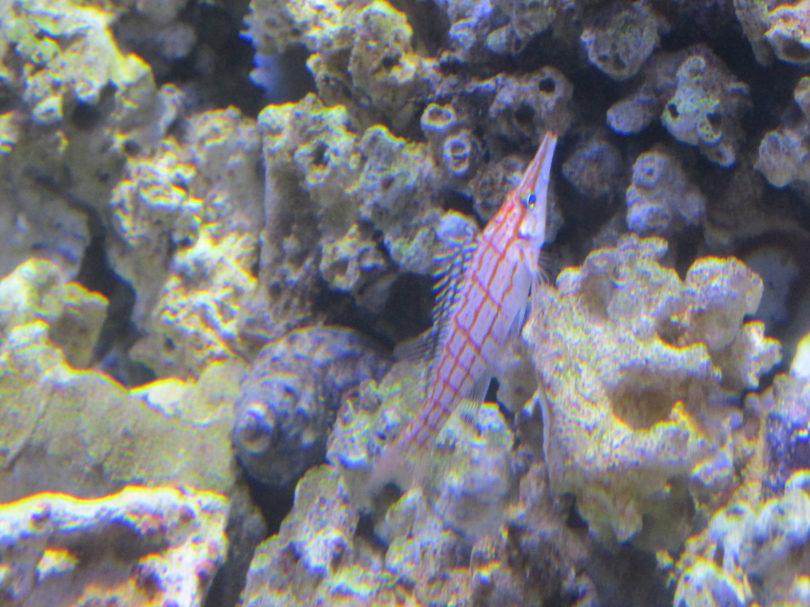 long nose hawkfish acuario inbursa