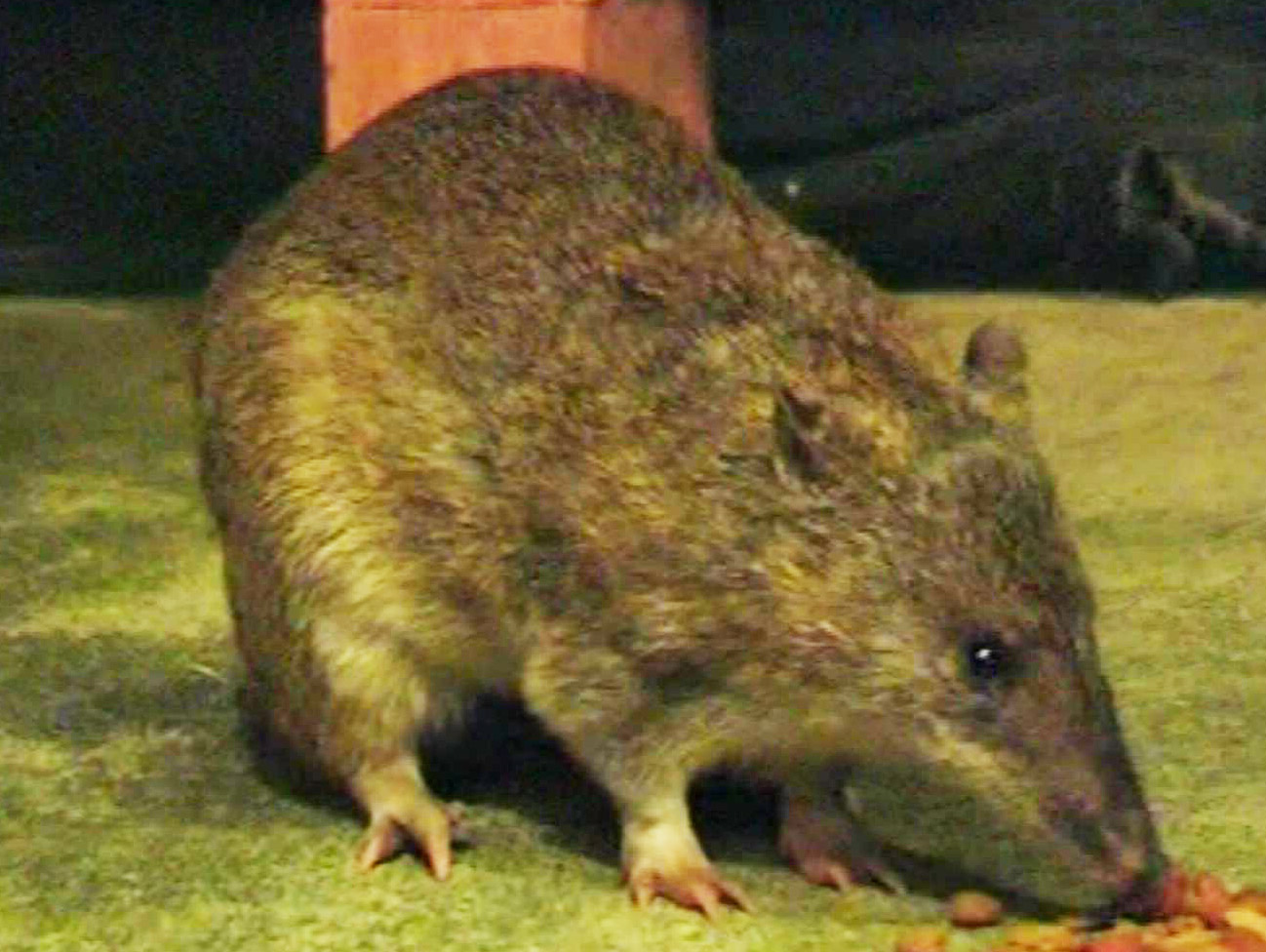 Long-nosed bandicoot female
