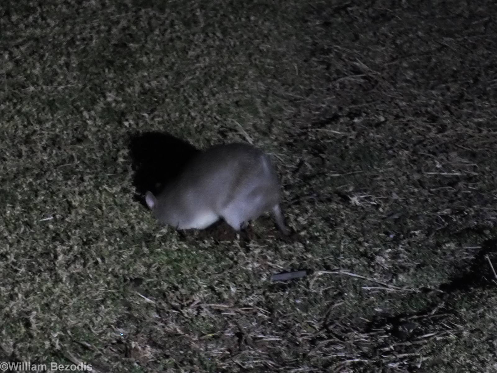 Long-nosed Bandicoot - Lamington National Park
