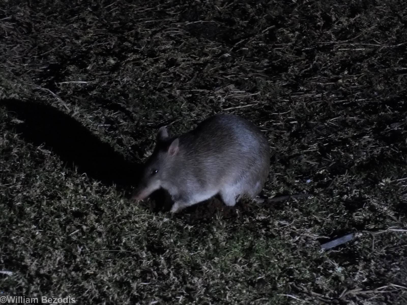 Long-nosed Bandicoot - Lamington National Park