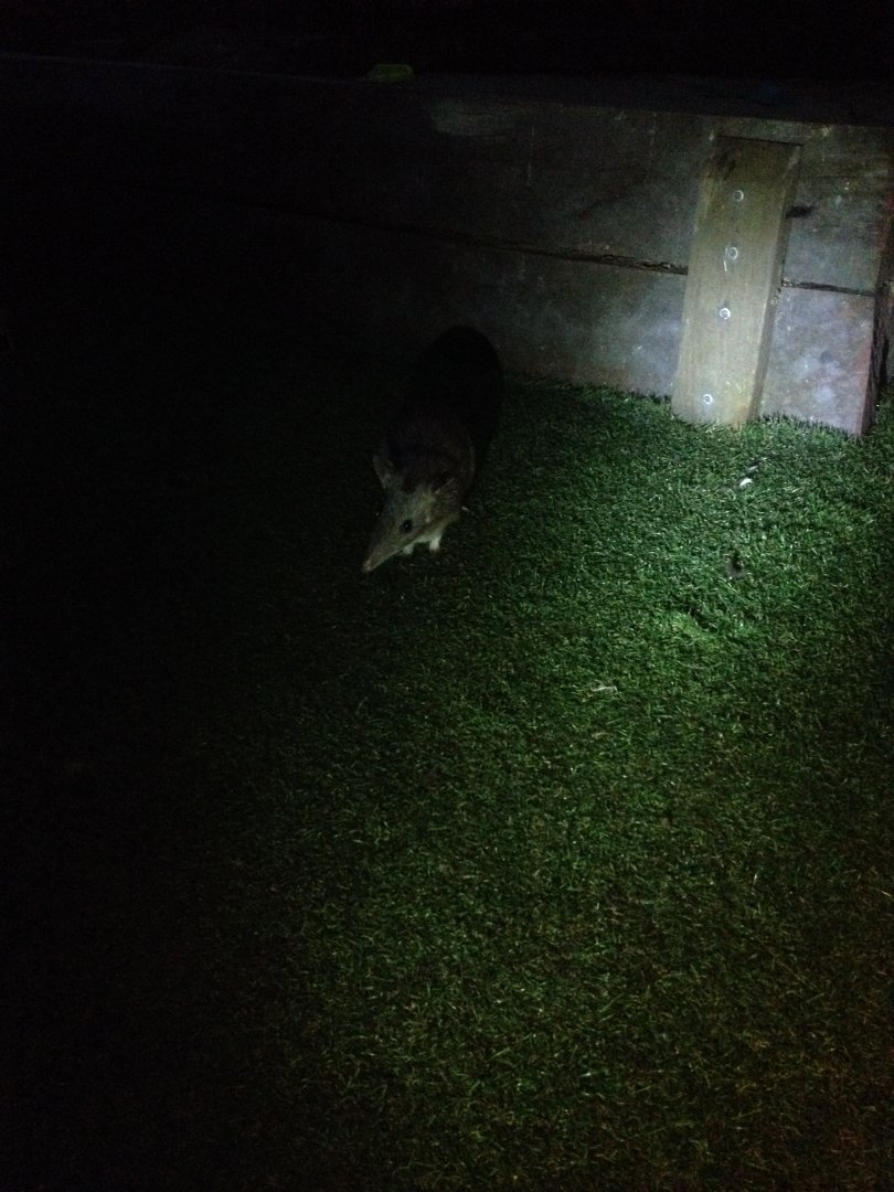 Long-nosed Bandicoot (Perameles nasuta)