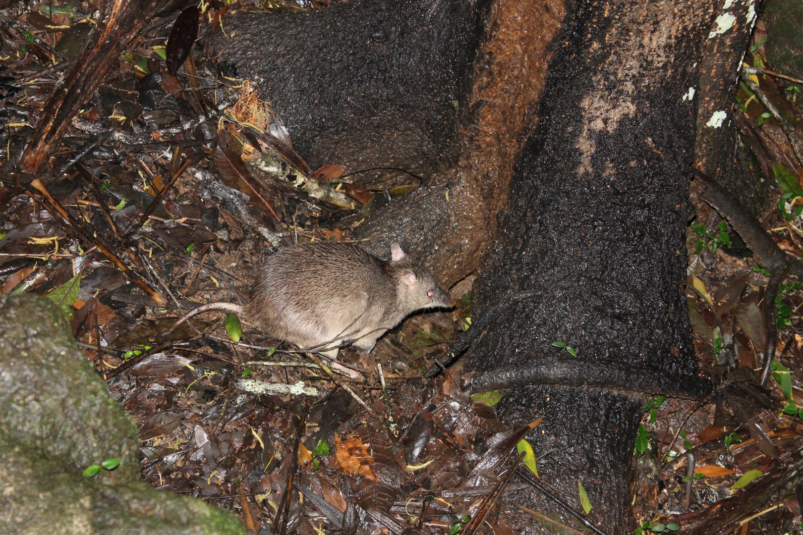 Long-nosed Bandicoot (Perameles nasuta)