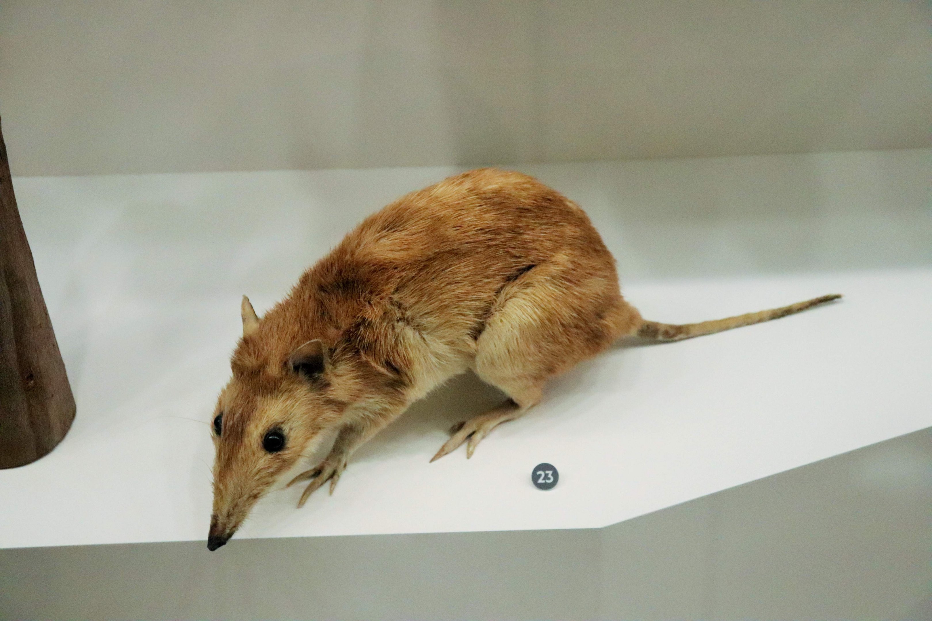 Long-nosed Bandicoot (Perameles nasuta)