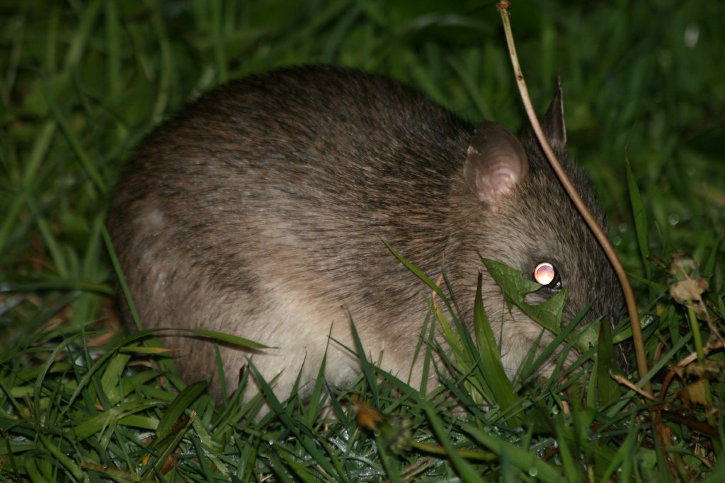 Long-nosed Bandicoot