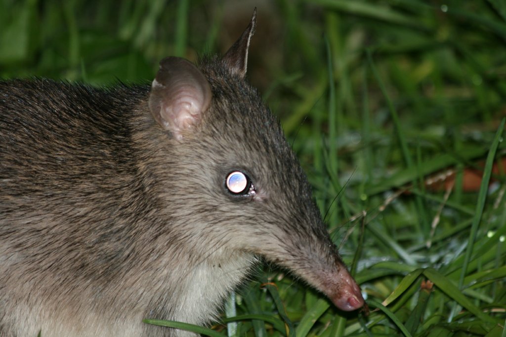 Long-nosed Bandicoot