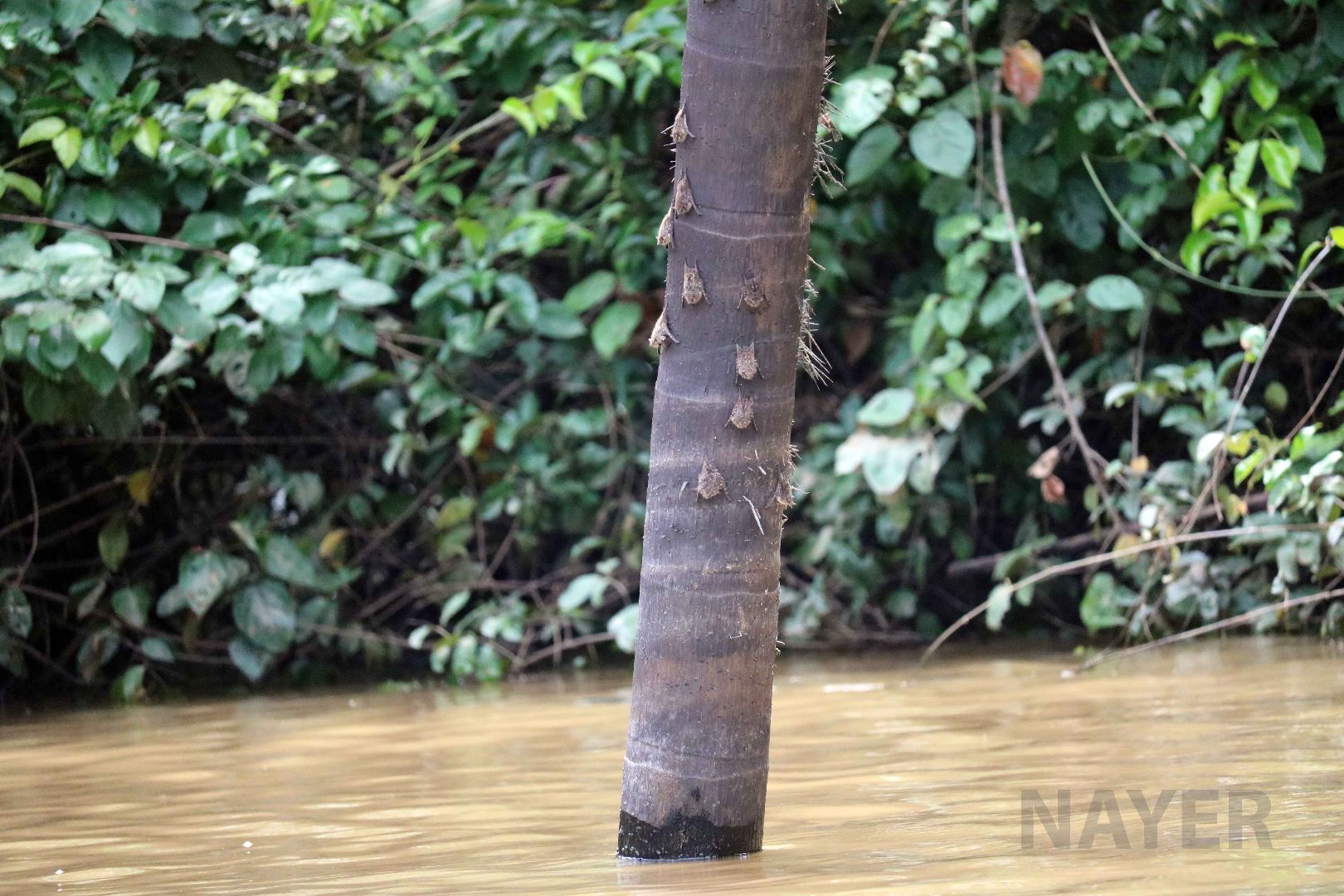 Long-nosed bats, Peruvian Amazon, May 2016