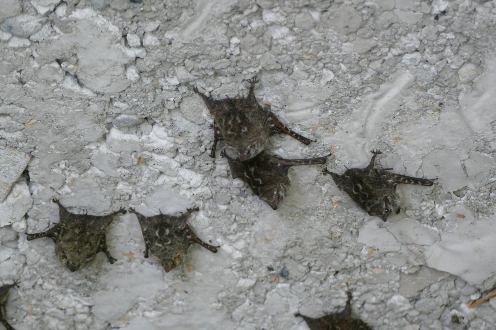 Long-nosed Bats under Cuyabeno bridge