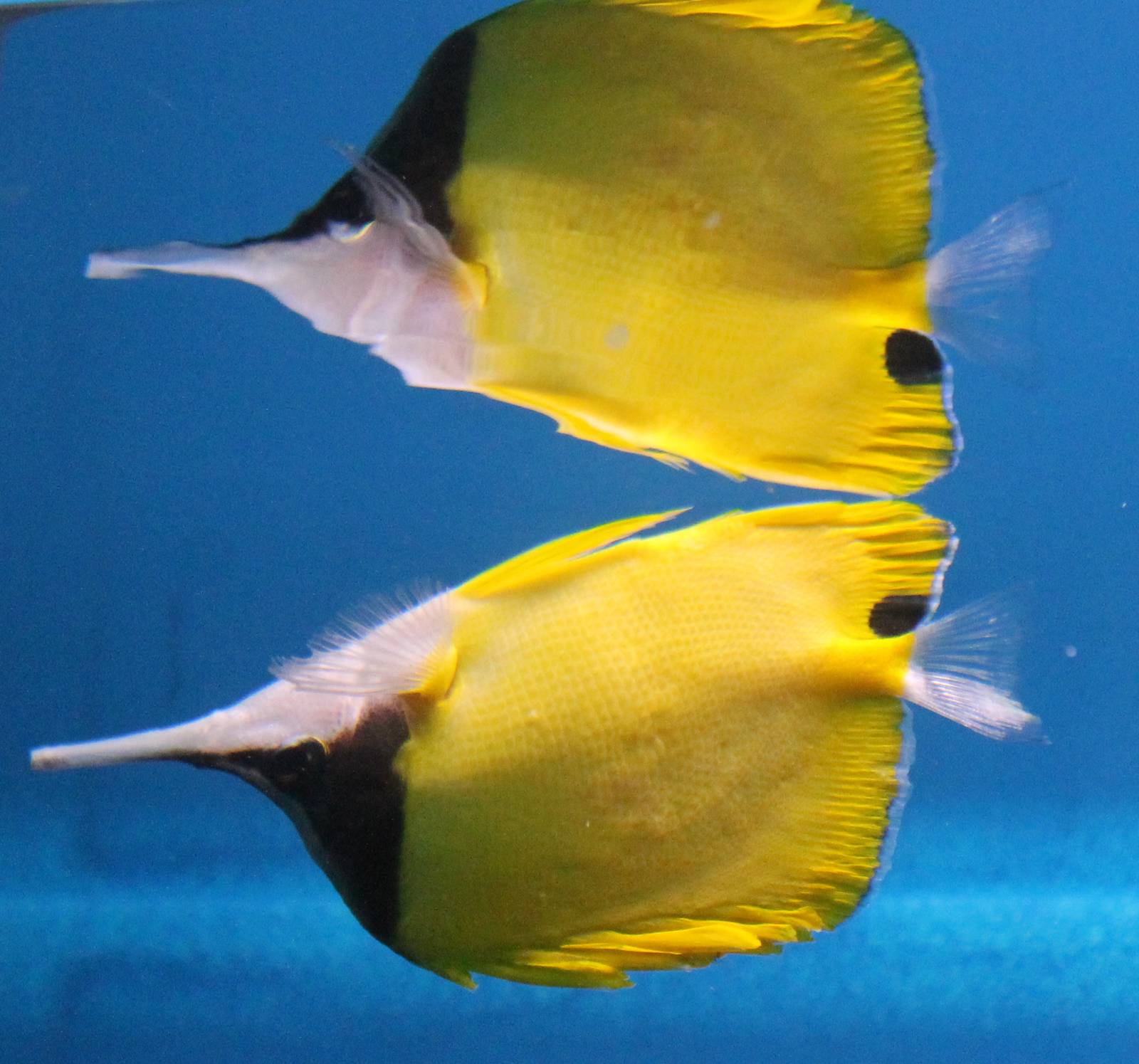 Long-nosed butterfly fish
