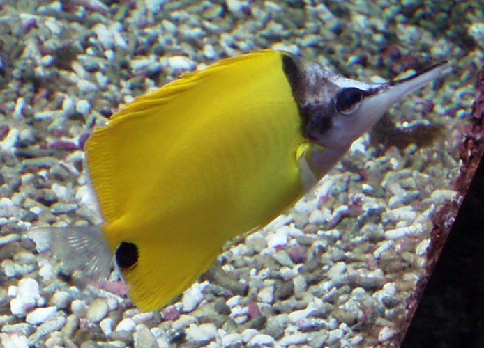 Long-nosed Butterflyfish (Forcipiger flavissimus)