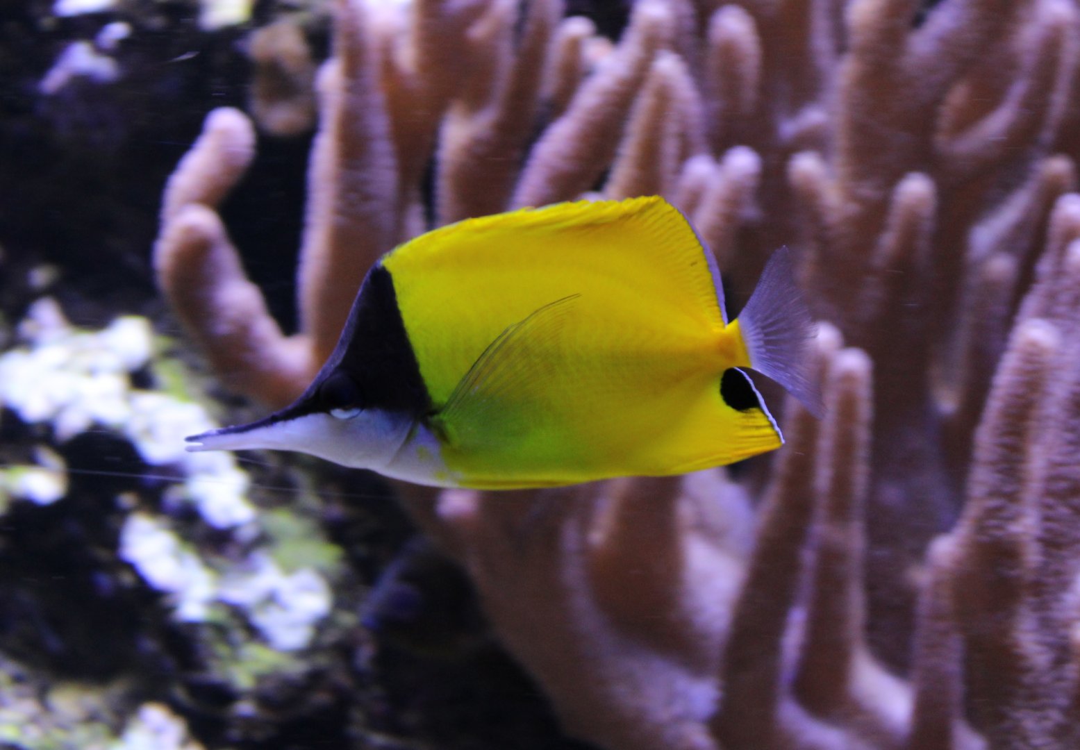 Long-nosed butterflyfish - Forcipiger flavissimus
